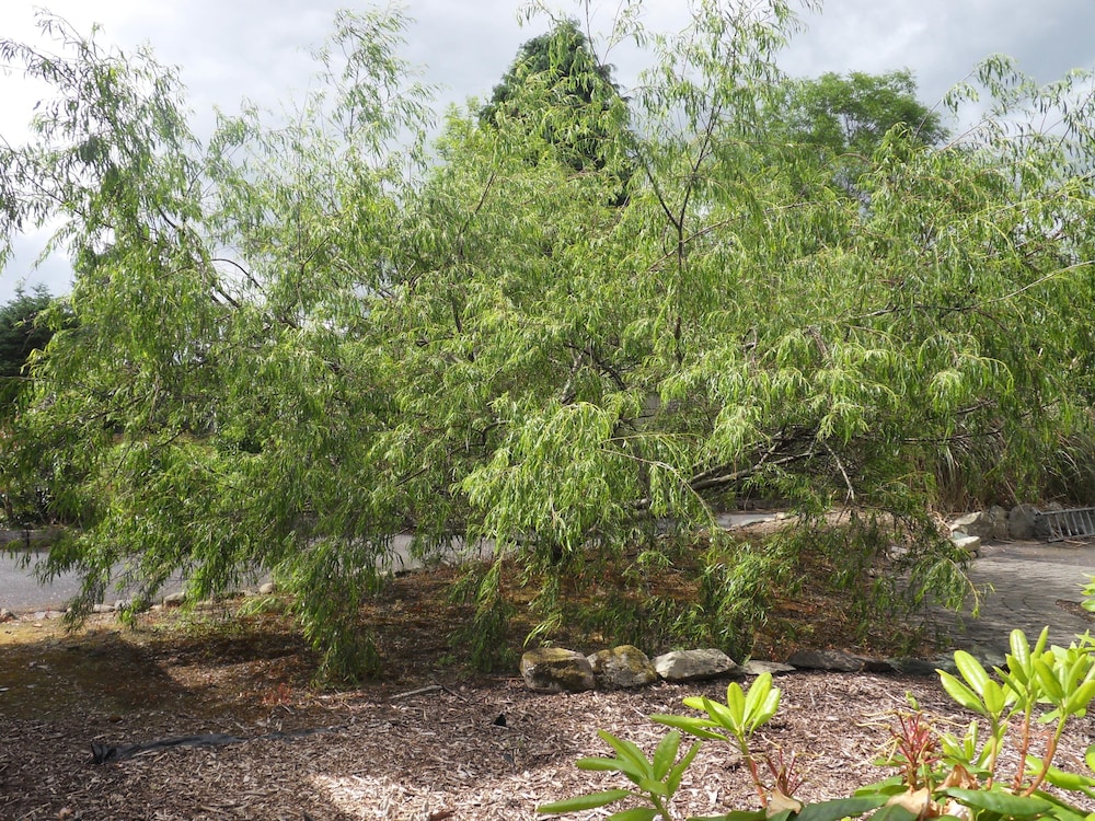Photo 41