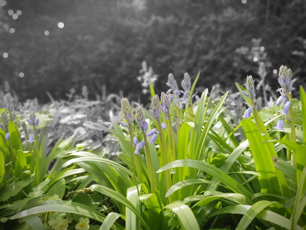 Photo 40