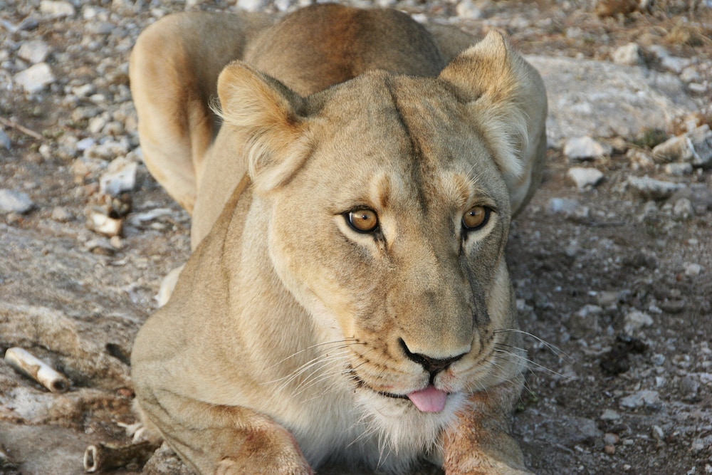 Aloegrove Safari Lodge