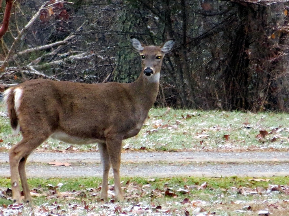 Monterey Vacations - Garden Inn Bed  Breakfast at Bee Rock - Property Image 36