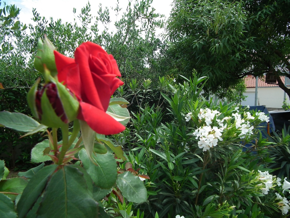 Photo 46