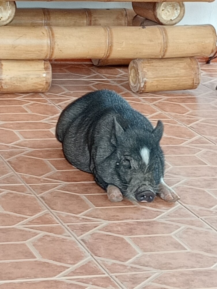 Rancho Ventura