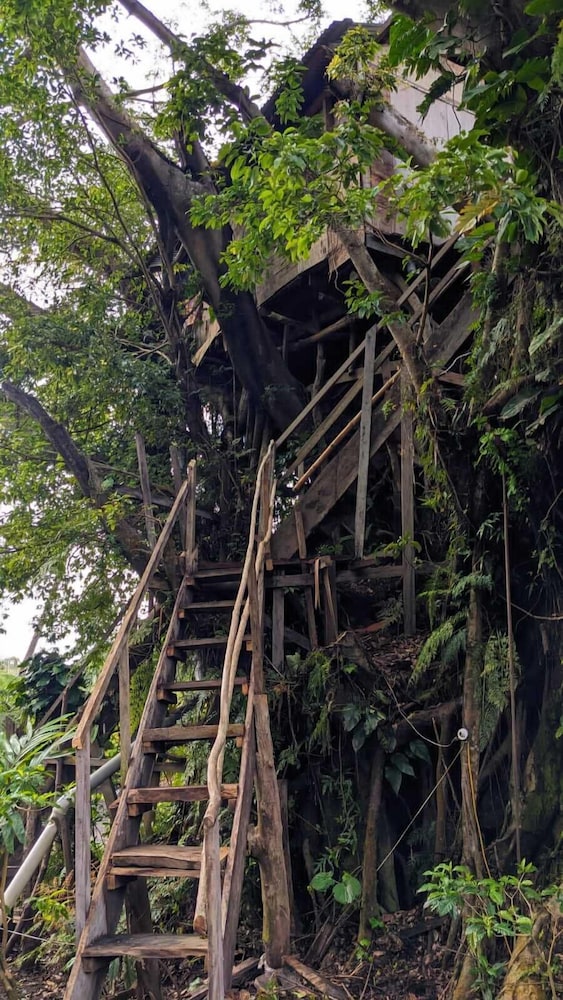 Castle Tree House