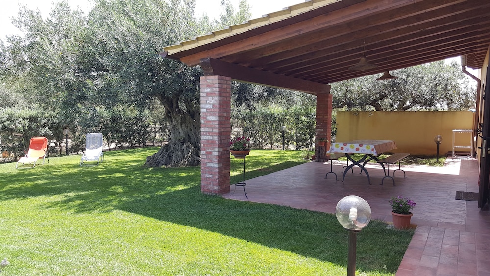 House Surrounded by Olive Trees photo 2