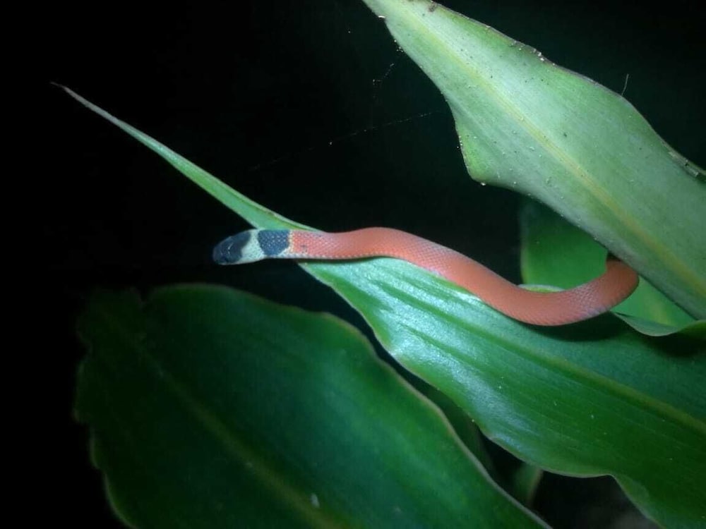 Cabinas Ecogarden Arenal