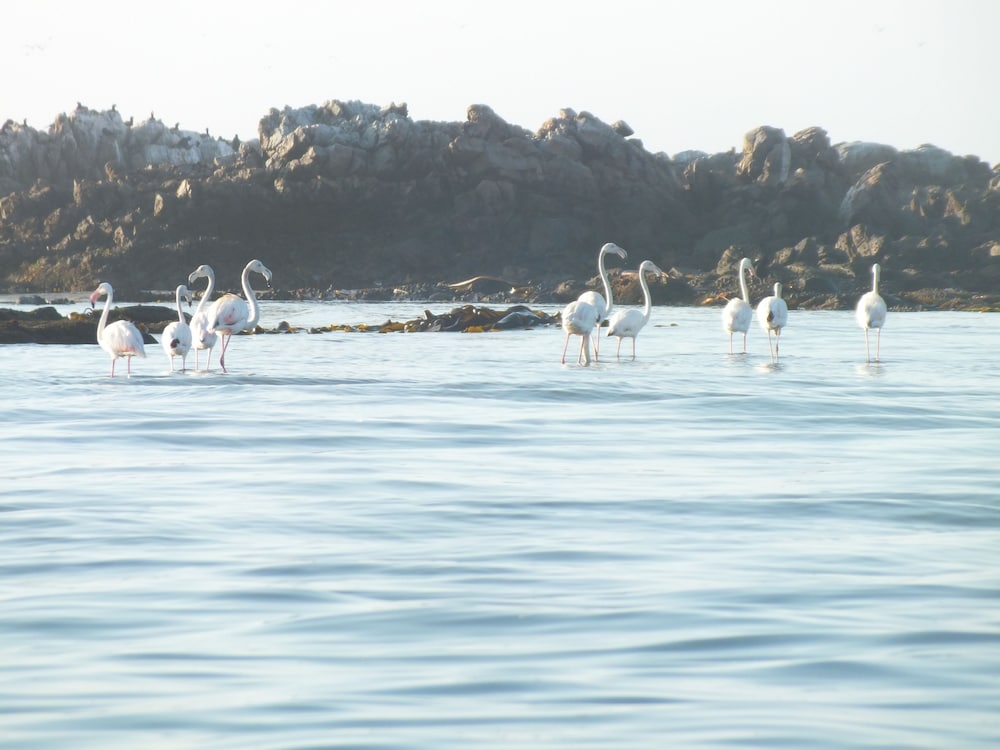 Voetbaai Chalets