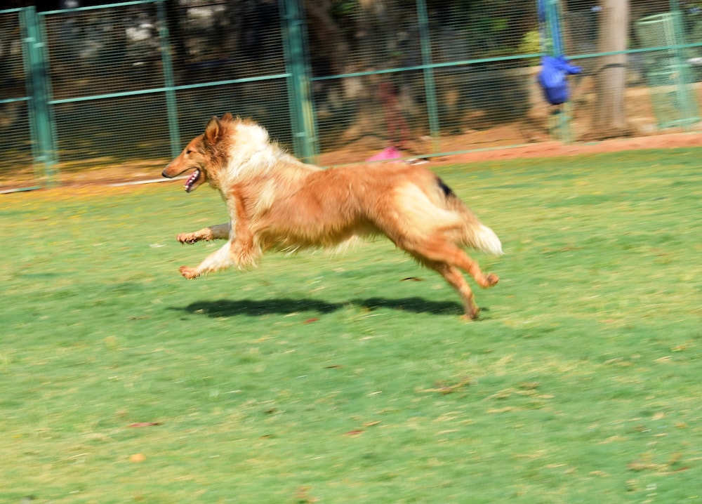 Manas Resort with Petting Zoo