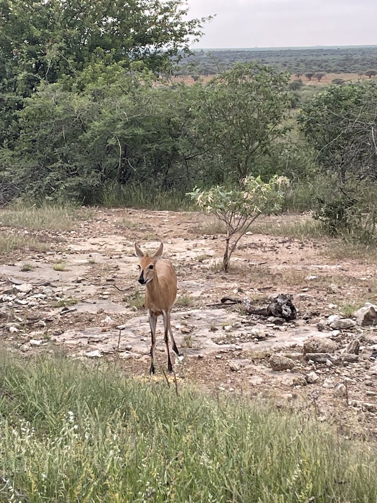 Aloegrove Safari Lodge