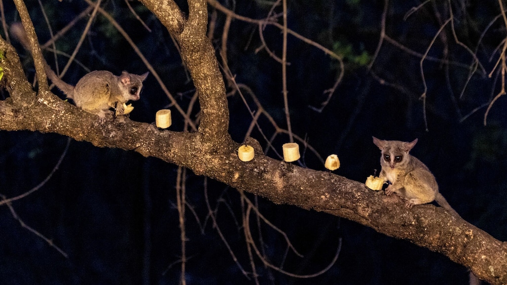 Singwe Private Safari lodge