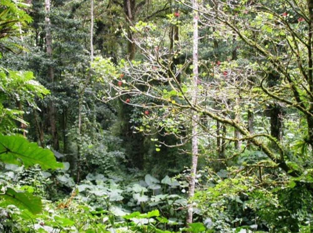 Bosque de Paz