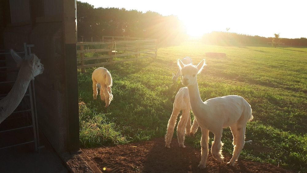 Highfield Farm