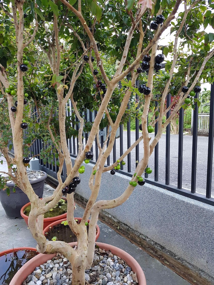Mei Cun B&B