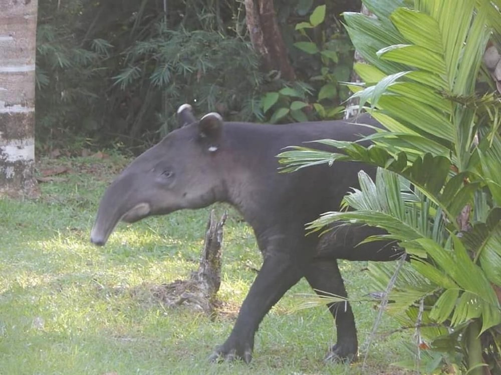 Naguala Jungle Lodge