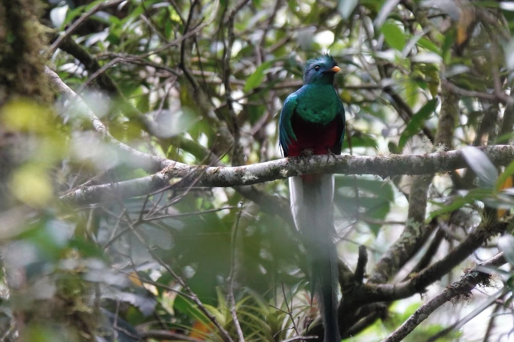 Boquete Cloud Forest Lodge