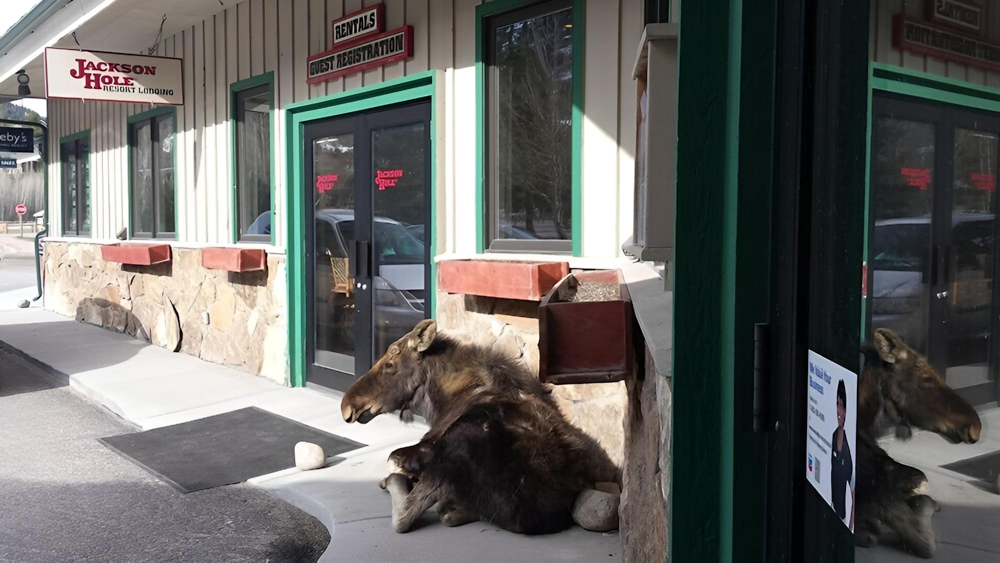 Teton Village Vacations - Moose Creek by JHRL - Property Image 21