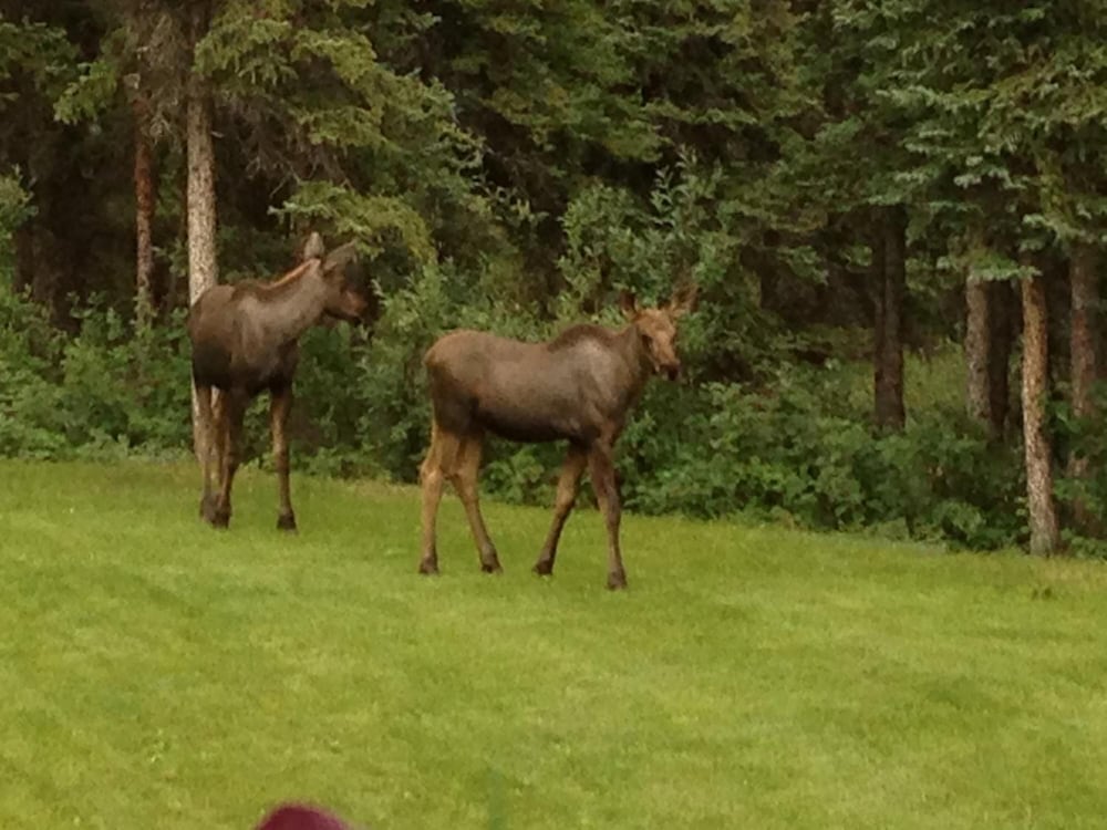 Denali Primrose B&B