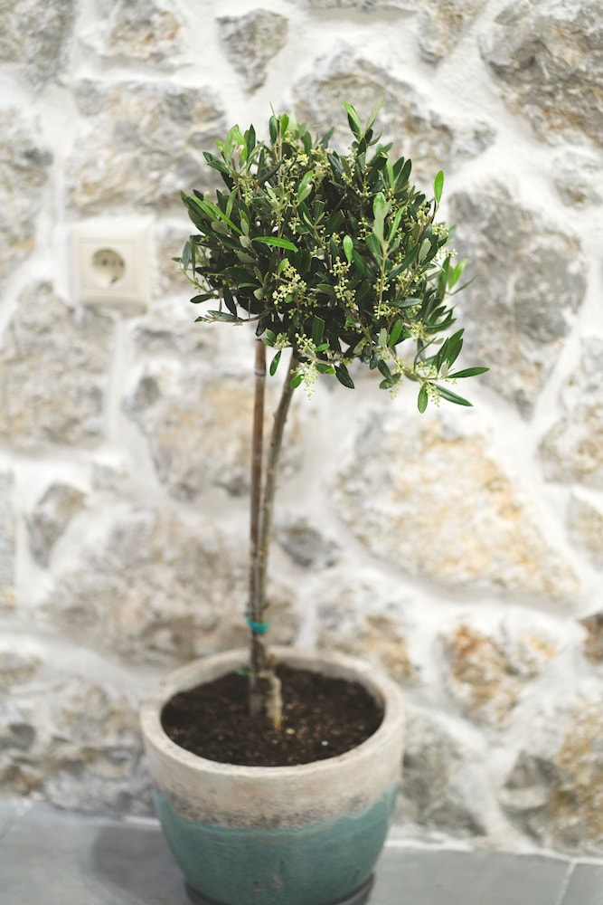 Aesthisis Sensational at Archangelos view 2