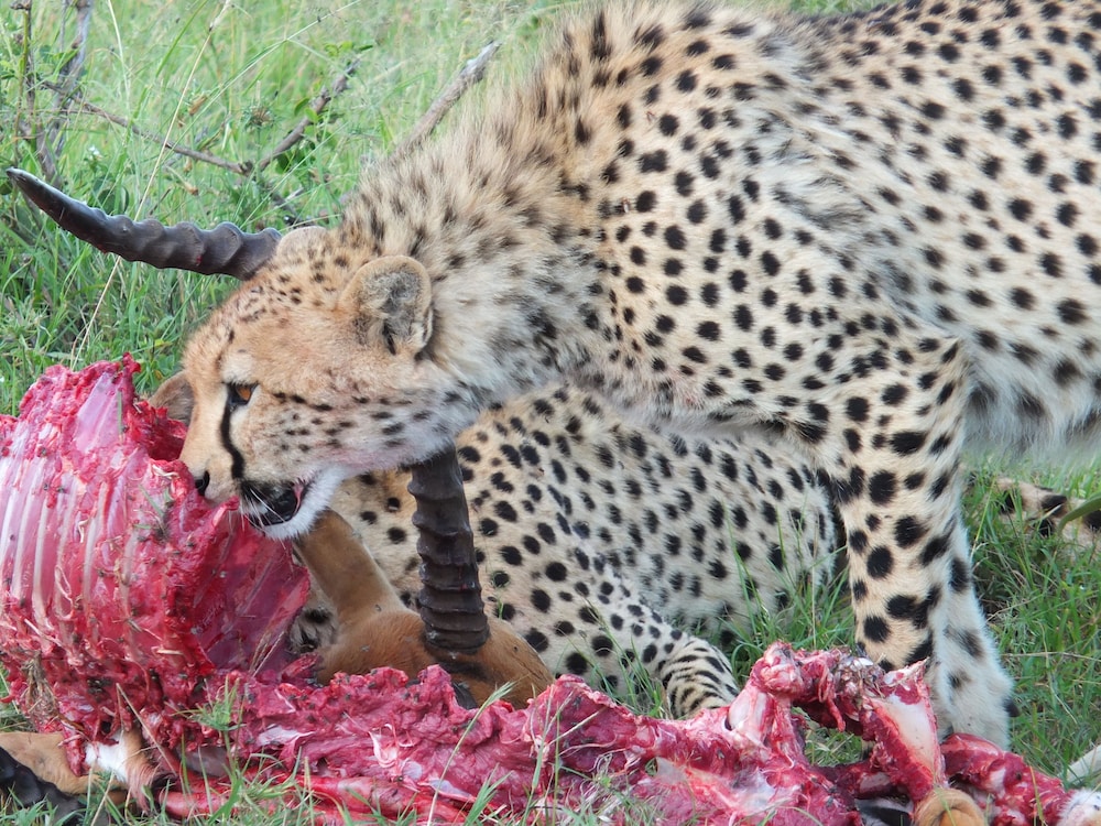 Mara Ngenche Safari Camp