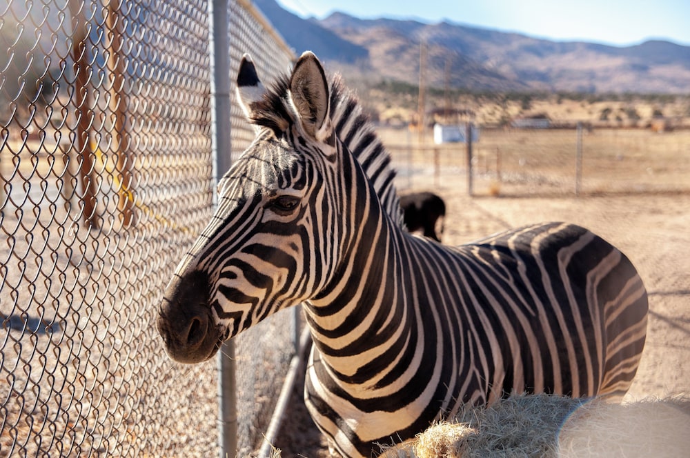 Zebra Ranch 2-br Tiny Home Mtn View Trails Brbq