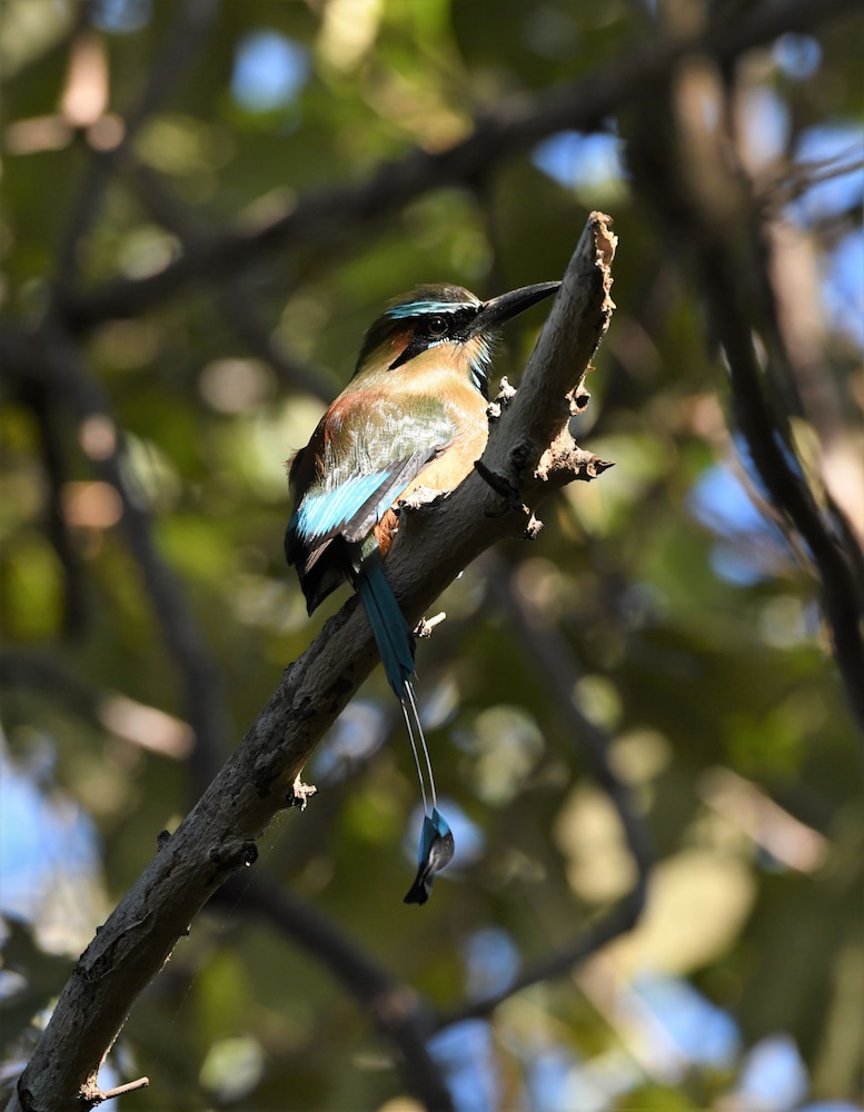 Playa Lagarto Eco Development