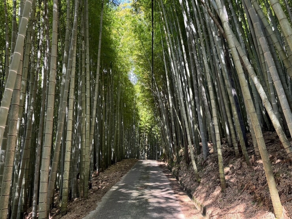 and FOREST Katsuura Takenohanare