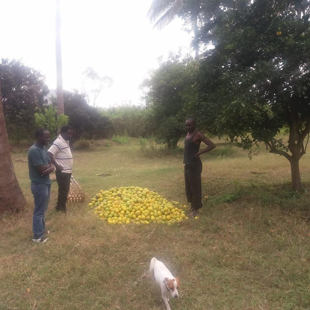 Simbamwenni Lodge and Camping, photo 38