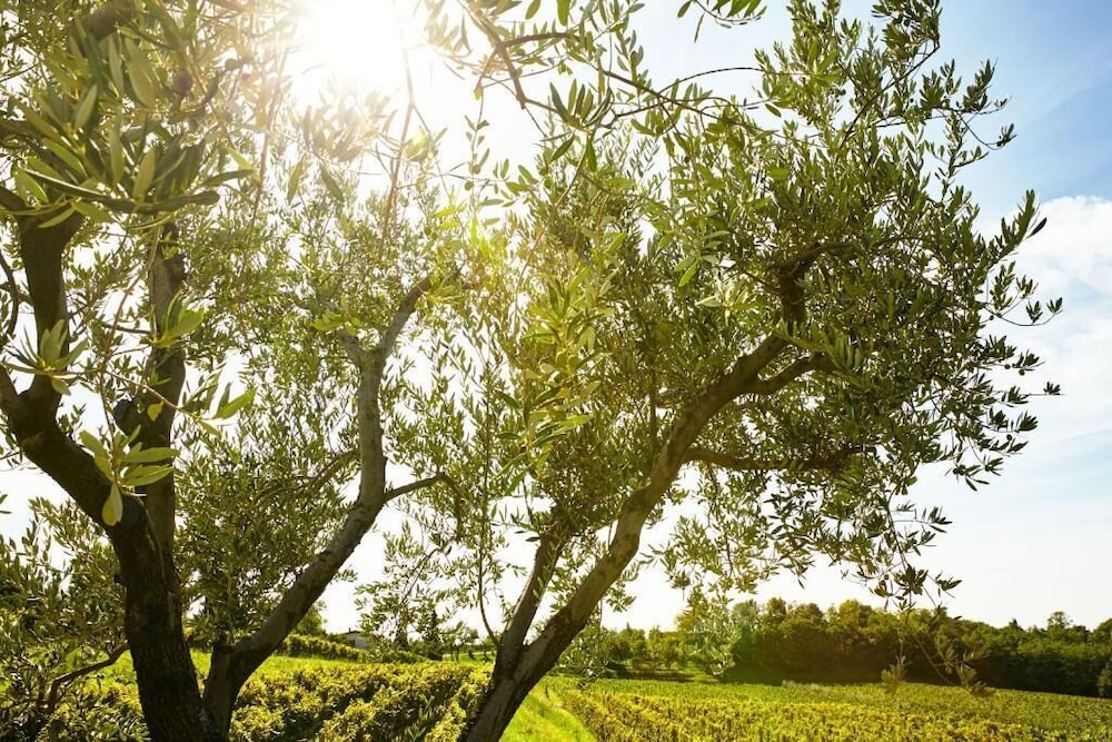 L'Uva e le stelle