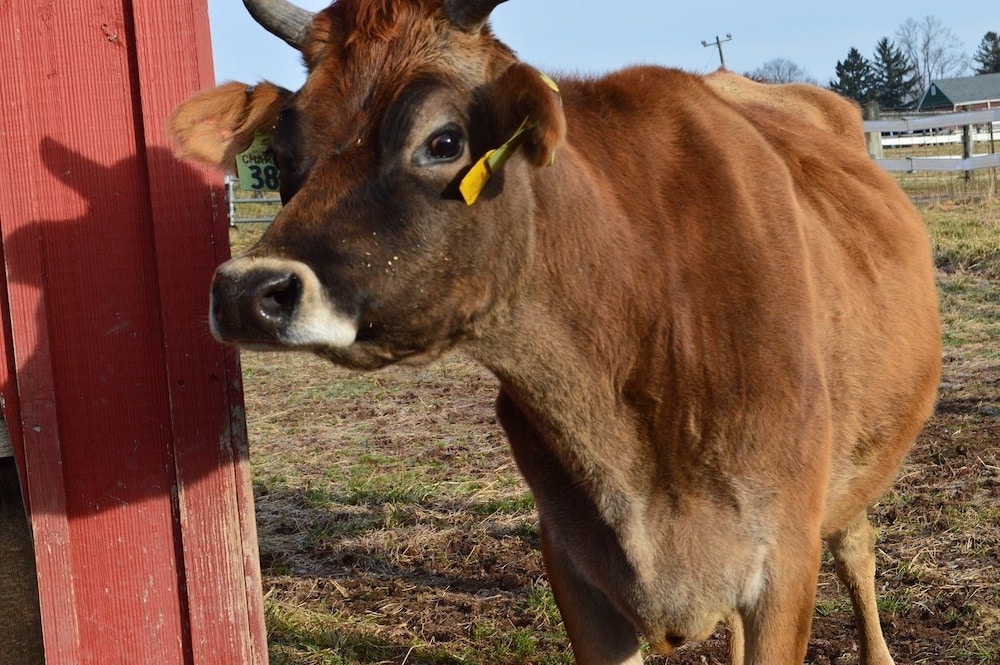 Flint Hill Farm AG