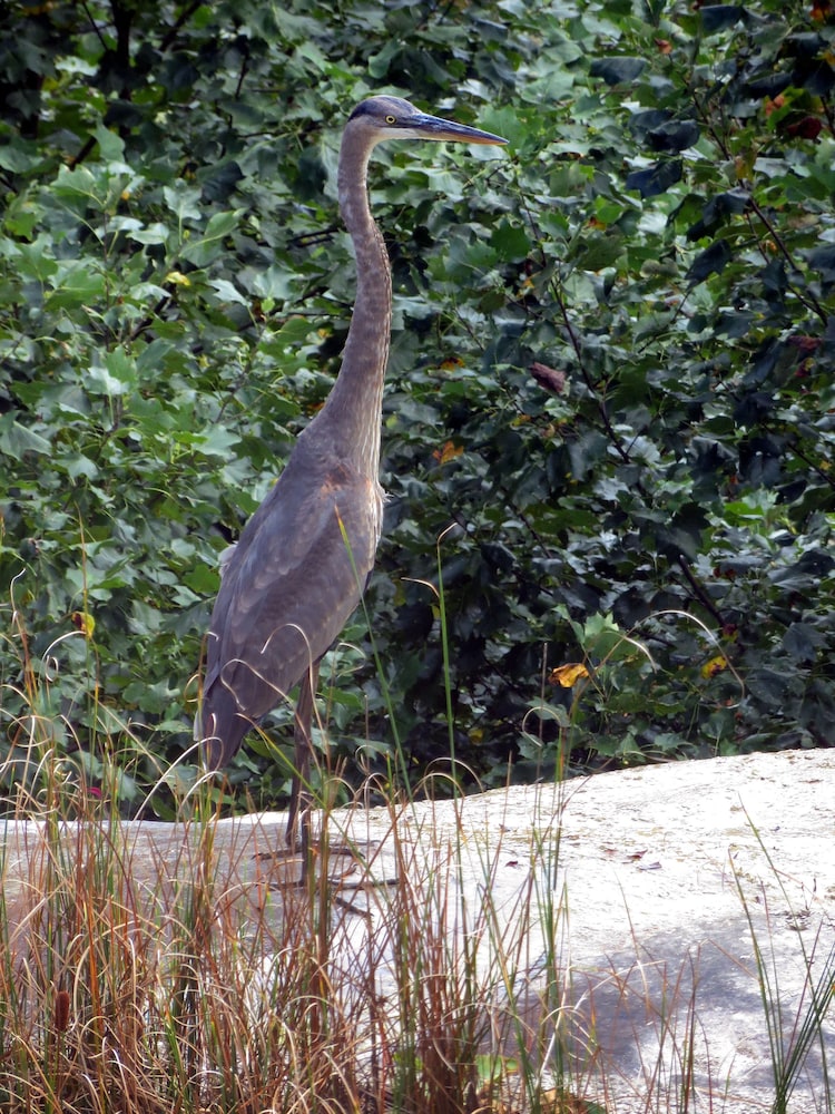 Monterey Vacations - Garden Inn Bed  Breakfast at Bee Rock - Property Image 35