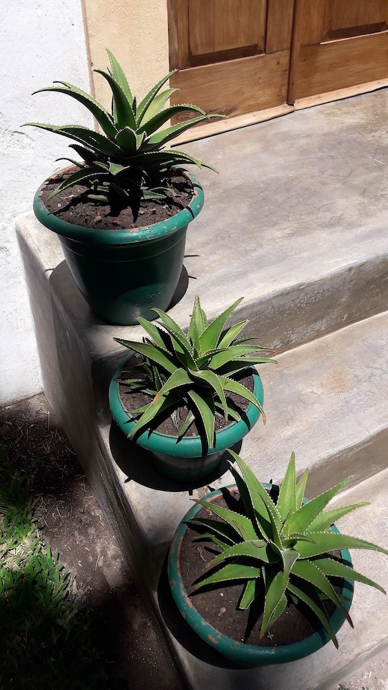 Jardim dos Aloés - Unique B&B, photo 64