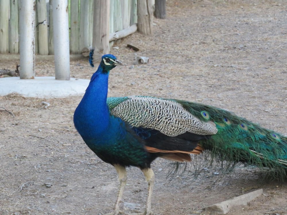 Olive Grove Guest Farm