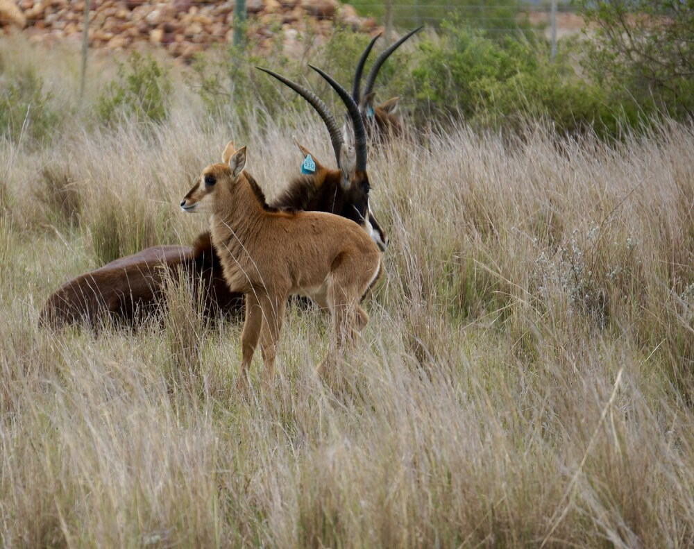 Kwetu Guest Farm