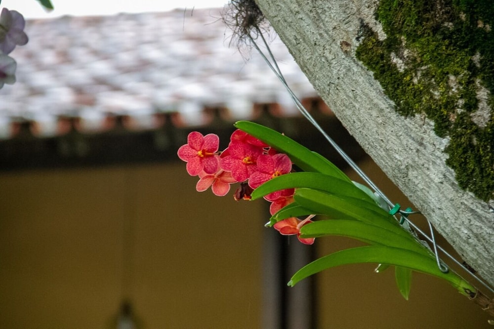 Pousada Fazenda Polyanna