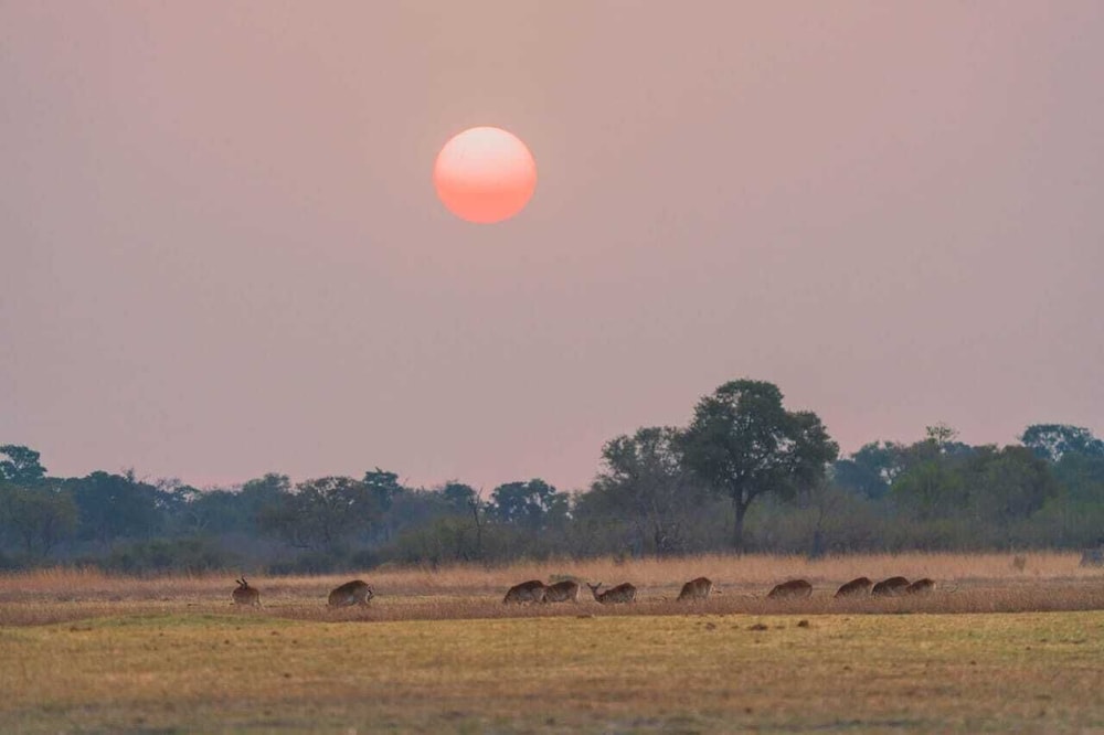 Khwai Mokoro Safaris and Campsites