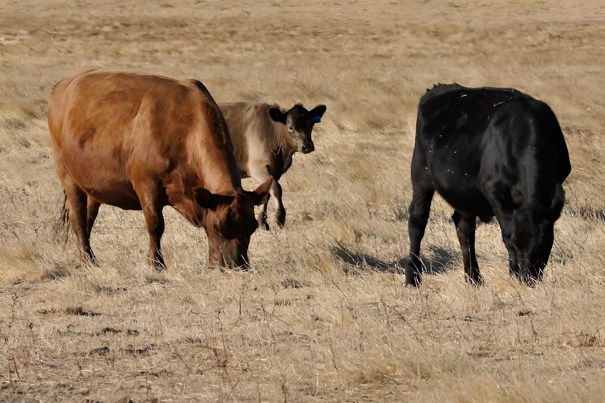 Wilga Farm Stay
