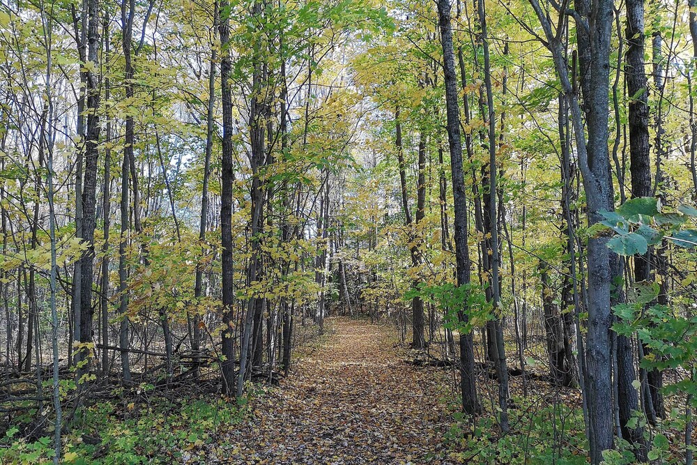 Wilderness Retreat  Cross-country Ski Center! - Property Image 3