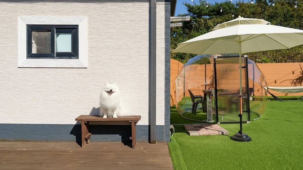 Taean Holy Dog Pool Villa