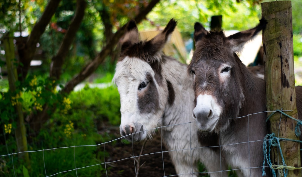 Pontyclerc Farm House B&B