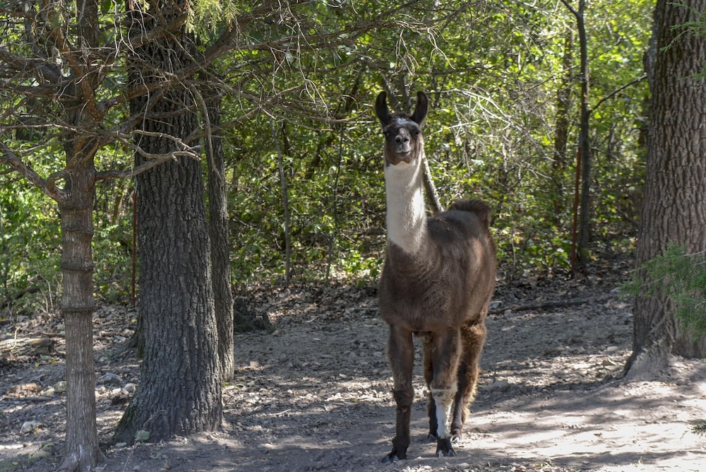 Omaha Vacations - Llama House - Property Image 32