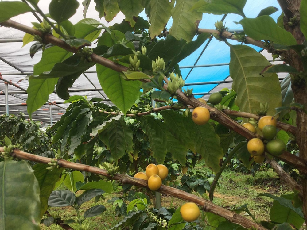 Matayoshi Coffee Farm