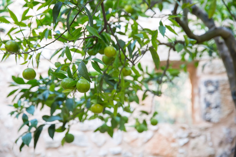 Masseria Saietti