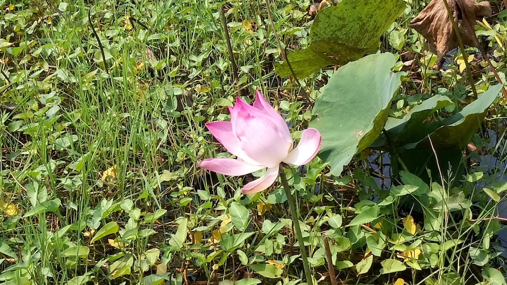 Photo 38