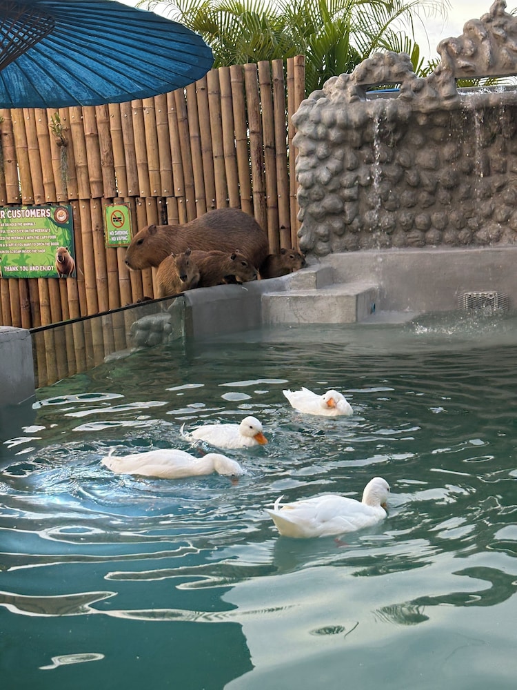 Capybara Zen Resort And Spa