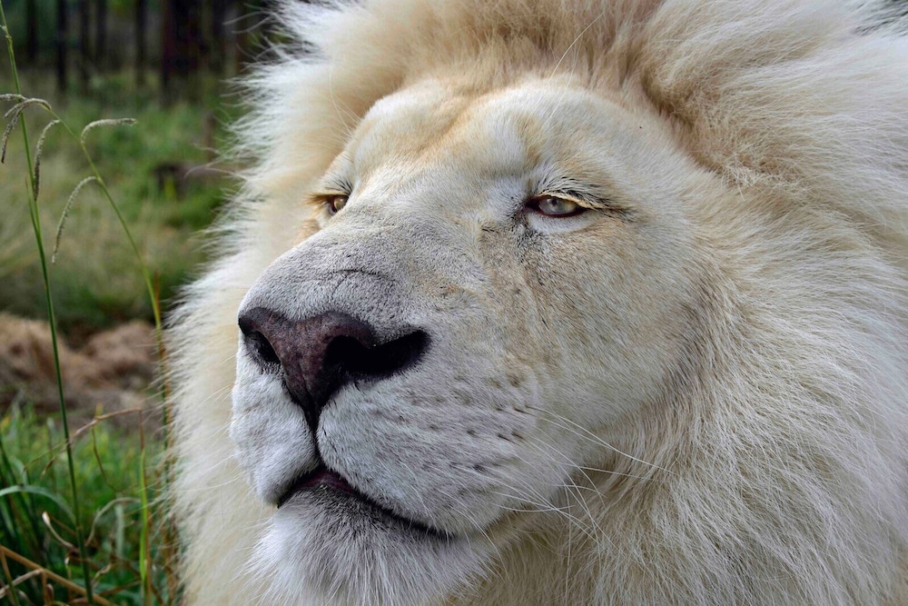 Sleep Whiskers Away From the Lions and