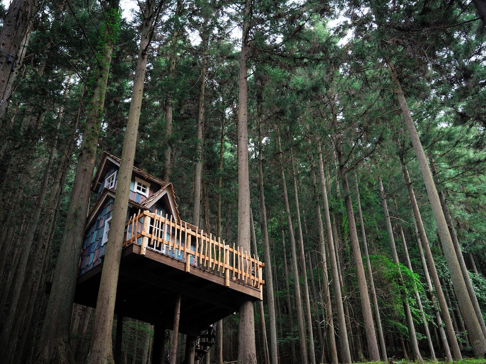 Mieux forest