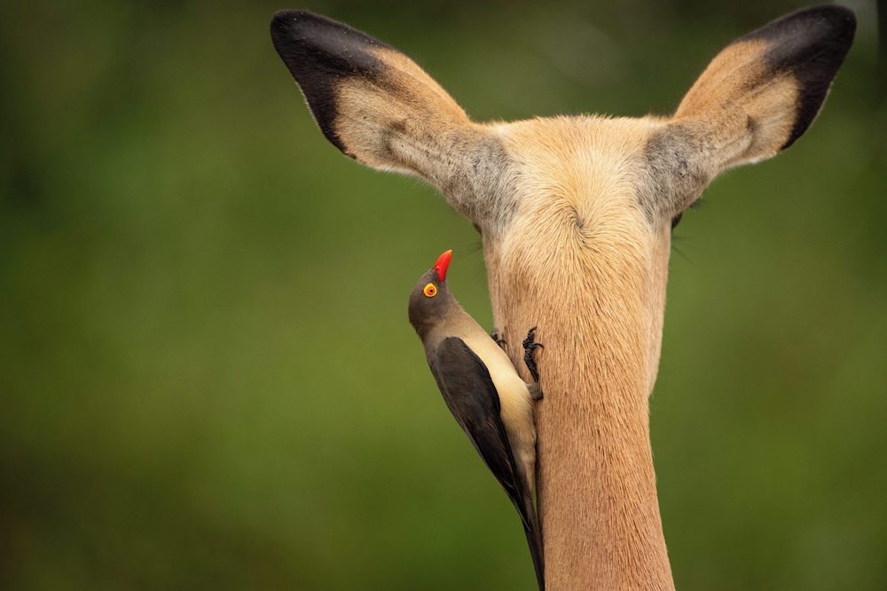 aha Skukuza Safari Lodge