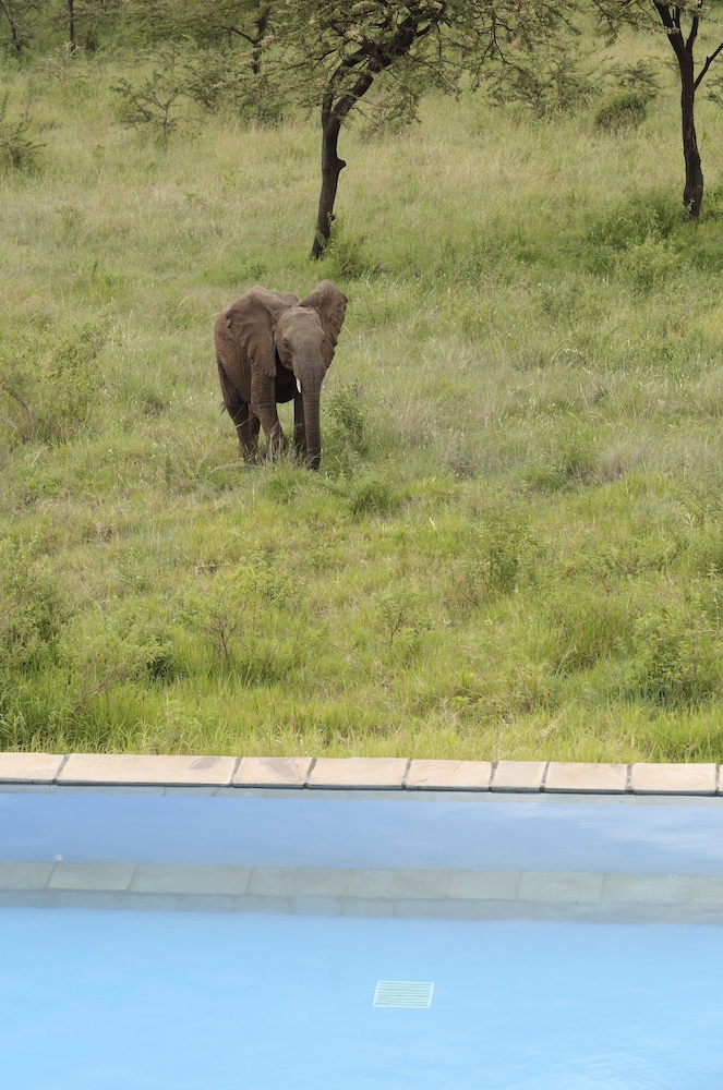 Spirit Of The Masai Mara