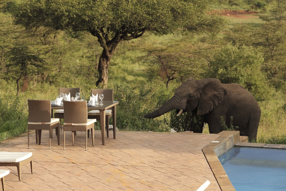 Spirit Of The Masai Mara