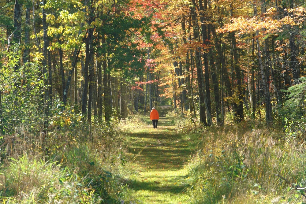 Shire In The Woods