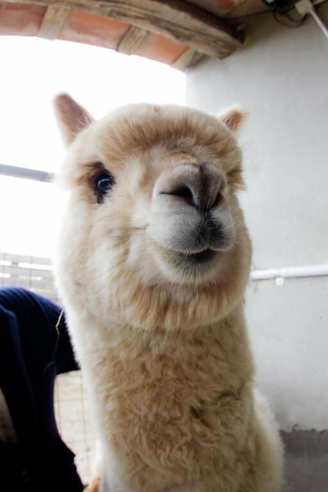 Cascina Vecchia Alpacas B&B
